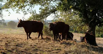 vaches au pré_2