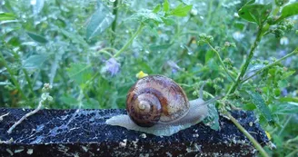 Des Escargots sur un Plateau_3