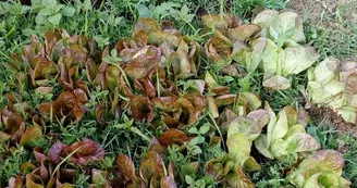 Plants de légumes