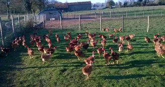 Volailles et oeufs fermiers de la ferme des Chabo'T_1