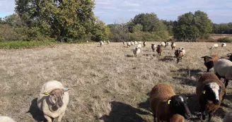 Brebis la Ferme du Bout du Chemin_1