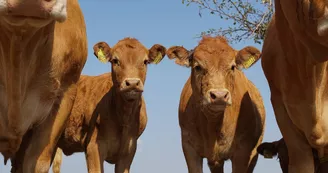 Ferme "Au bonheur des vaches" Saint Vitte Sur Briance_1