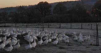 ferme de cheni volaille_1