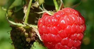 Framboises_3