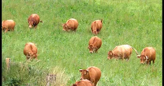 La Ferme des Collet à Vicq-Sur-Breuilh_4