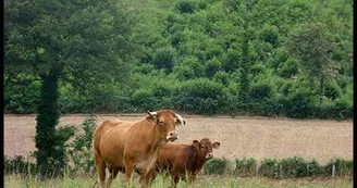 La Ferme des Collet à Vicq-Sur-Breuilh_1