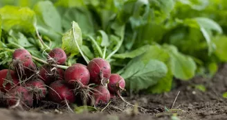 Ferme de la Coulinière - Légumes_3