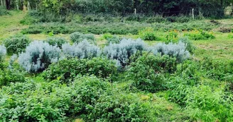 La Chouette Douceur - Plantes aromatiques et médicinales_1