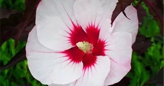 Hibiscus-moscheutos