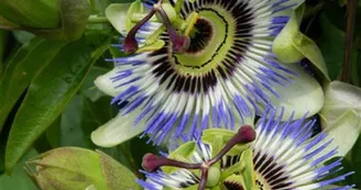 Passiflora-caerulea