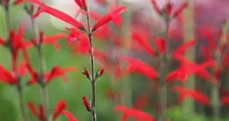 Salvia elegans Tangerine