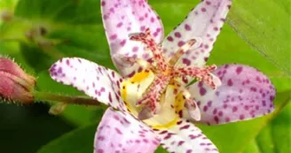 Tricyrtis--Pink-Freckles©La-Noyeraie