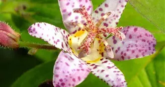 Tricyrtis Pink Freckles