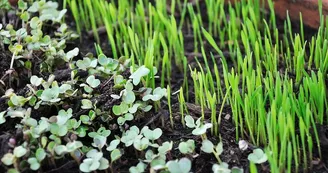 Les Pousses Vertes - Légumes et micro pousses_1