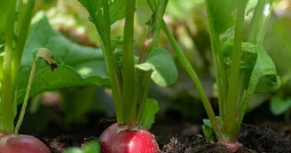 Les Pousses Vertes - Légumes et micro pousses_2