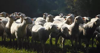 Brebis laitières, porcs plein air et céréales - Famille FHAL_1