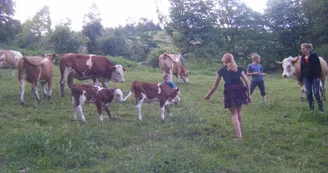 Brebis laitières, porcs plein air et céréales - Famille FHAL_2