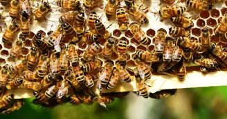 honey-bees-401238_1280 