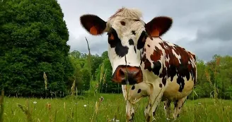 Ferme Moulin Rousset vache