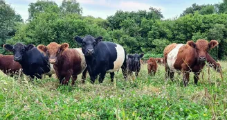 Ferme des Chantouroux_vaches