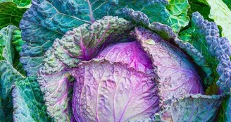 cabbage-1078163_640