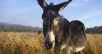 Yourtes de la Ferme des Anes de Vassivière_13