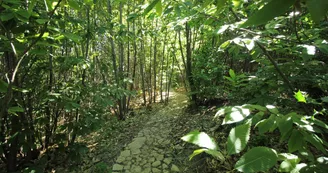 La bulle des Bois de Saint Auvent à La Geneytouse en Haute-Vienne (Nouvelle Aquitaine) _12