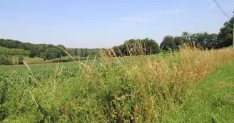 Gite" Le Pressoir" à Champagnac La Riviere en Haute-Vienne_16