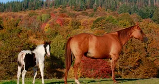 Open Range, gîte à Château-Chervix en Haute-Vienne (Limousin)_28