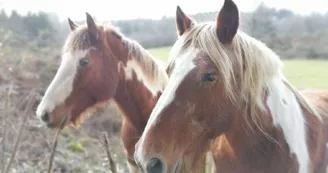 2 de nos chevaux : Liane et son poulain Isaac._32