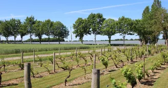 Ferme de Rouffignac à Blanzac en Haute-Vienne - des vignes à Blanzac !_34