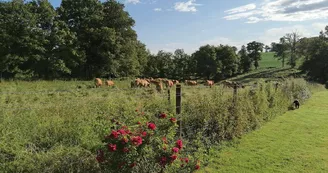 Le gîte "Campagne Limousine" à Rochechouart en Haute-Vienne (Nouvelle Aquitaine)_61