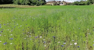 Le gîte "Campagne Limousine" à Rochechouart en Haute-Vienne (Nouvelle Aquitaine)_62