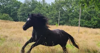 LE CHEVAL NOIR