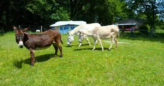 Camping-à-la-ferme-La-Noyeraie