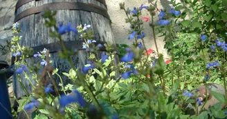 Camping-à-la-ferme-La-Noyeraie