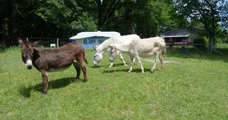 Camping-à-la-ferme-La-Noyeraie