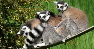 Lemurs cattas_1