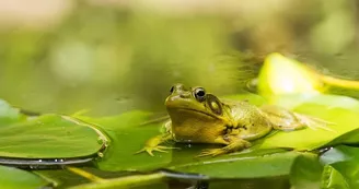 amphibiens