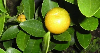 Kumquat-Meiwa-768x465