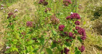 Plantes des Alpes Mancelles