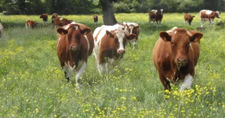 DEG53-Ferme de Bellevue à Châtres