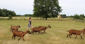 vallee-de-la-sarthe-Meche-Chevres-champs