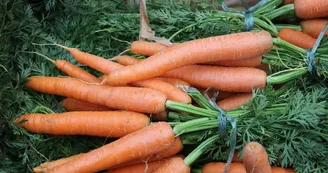 vallee-de-la-sarthe-Desille-Legumes-Carottes