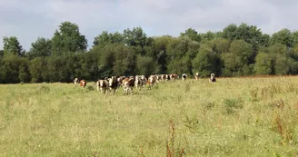 Pépinière-d'activités-agricoles---Vaches-dans-le-champ