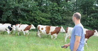 Pépinière-d'activités-agricoles---Vaches