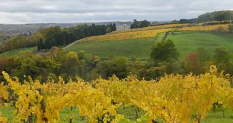 Clos de la Coulée de Serrant