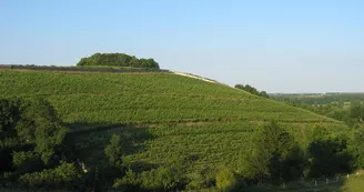 Clos de la Coulée de Serrant