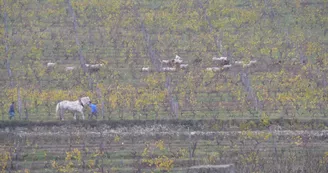 Clos de la Coulée de Serrant