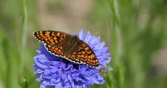 LE CENTRE D'INITIATION À LA NATURE (CIN) 